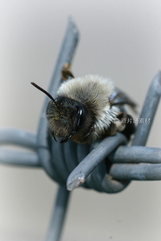 一只雌性灰背采矿蜂，Andrena vaga的特写，试图在倒刺铁丝网中找到一个安全的地方